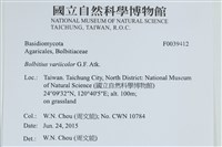 變色糞傘藏品圖，第2張