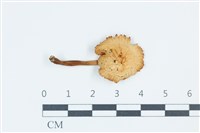 登錄號:F0039431藏品圖，第1張