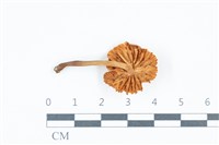 登錄號:F0039431藏品圖，第3張
