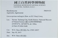 珠雞斑白鬼傘藏品圖，第2張