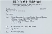 小菇屬藏品圖，第2張