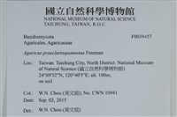 細鱗蘑菇藏品圖，第2張