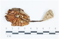 登錄號:F0039460藏品圖，第3張