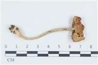 登錄號:F0039486藏品圖，第1張