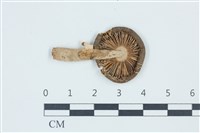 登錄號:F0039500藏品圖，第3張