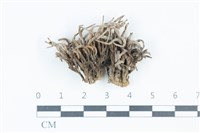 登錄號:F0039502藏品圖，第1張
