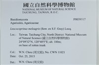 珠雞斑白鬼傘藏品圖，第2張