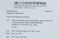 暗鱗環柄菇藏品圖，第2張