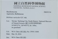 變色糞傘藏品圖，第2張