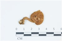登錄號:F0039535藏品圖，第1張