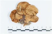 登錄號:F0039550藏品圖，第1張