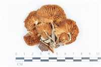 登錄號:F0039550藏品圖，第3張