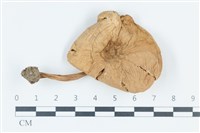 登錄號:F0039573藏品圖，第1張