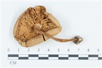 登錄號:F0039573藏品圖，第3張