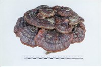 登錄號:F0039580藏品圖，第1張