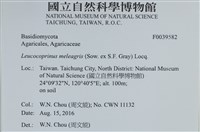 珠雞斑白鬼傘藏品圖，第2張