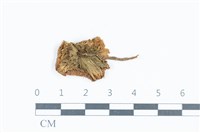 珠雞斑白鬼傘藏品圖，第3張