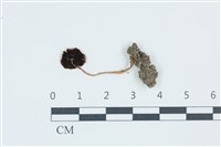 登錄號:F0039592藏品圖，第3張