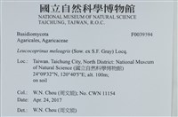 珠雞斑白鬼傘藏品圖，第2張
