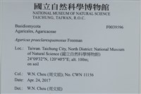 細鱗蘑菇藏品圖，第2張