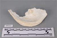 貝殼藏品圖，第2張