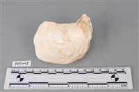 貝殼藏品圖，第2張