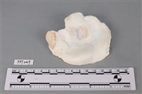 貝殼藏品圖，第2張