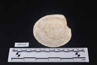 貝殼藏品圖，第2張