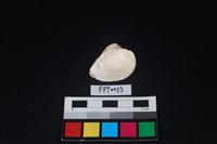 貝殼藏品圖，第2張