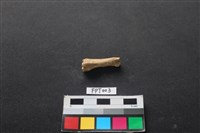 鹿骨藏品圖，第2張