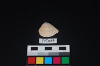 貝殼藏品圖，第1張
