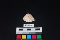 貝殼藏品圖，第1張