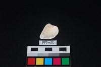 貝殼藏品圖，第2張