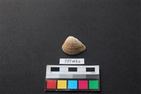 貝殼藏品圖，第1張