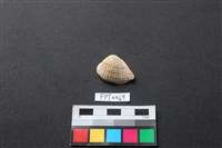 貝殼藏品圖，第1張
