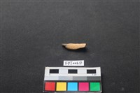 哺乳類動物骨藏品圖，第2張