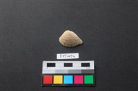 貝殼藏品圖，第1張