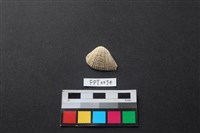 貝殼藏品圖，第1張