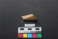 偶蹄類動物骨藏品圖，第1張