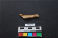 偶蹄類動物骨藏品圖，第2張