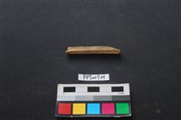 偶蹄類動物骨藏品圖，第2張