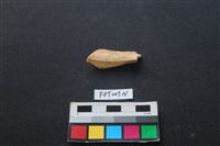 偶蹄類動物骨藏品圖，第1張