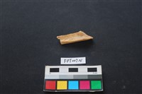 偶蹄類動物骨藏品圖，第2張