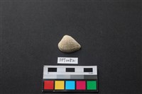 貝殼藏品圖，第1張