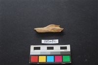 偶蹄類動物骨藏品圖，第2張