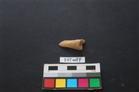 偶蹄類動物骨藏品圖，第1張