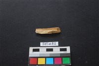 偶蹄類動物骨藏品圖，第2張
