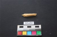 偶蹄類動物骨藏品圖，第1張