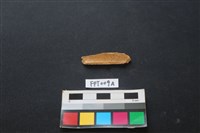 偶蹄類動物骨藏品圖，第2張