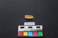 偶蹄類動物骨藏品圖，第2張